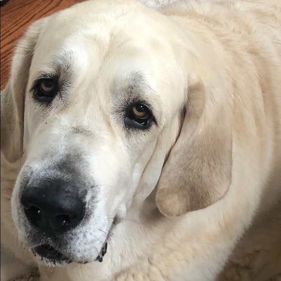 Meet your Posher, - Picture 1 of 1